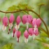 2/3 Eyes, Bleeding Heart Dicentra Spectabilis Flower Bulbs, Bare Roots (Bag Of 12) -J Parkers Garden Store garden state bulb flower bulbs ecs 191 12 02 64 1000