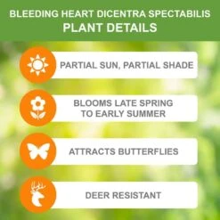 2/3 Eyes, Bleeding Heart Dicentra Spectabilis Flower Bulbs, Bare Roots (Bag Of 12) -J Parkers Garden Store garden state bulb flower bulbs ecs 191 12 02 c3 1000