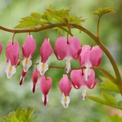 2/3 Eyes, Bleeding Heart Dicentra Spectabilis Flower Bulbs, Bare Roots (Bag Of 18)