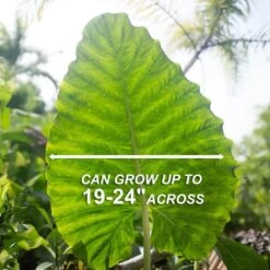 7/9 In. Alocasia Odora Elephant Ear Bulbs (Bag Of 1) -J Parkers Garden Store garden state bulb flower bulbs ecs 218 01 01 4f 1000