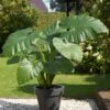 7/9 In. Alocasia Odora Elephant Ear Bulbs (Bag Of 3) -J Parkers Garden Store garden state bulb flower bulbs ecs 218 03 03 64 1000