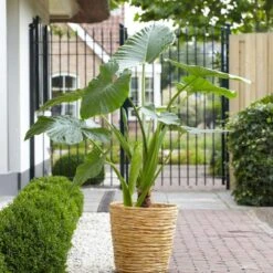7/9 Inches, Alocasia Odora Elephant Ear Bulbs (Bag Of 5) -J Parkers Garden Store garden state bulb flower bulbs ecs 218 05 05 31 1000