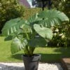 7/9 Inches, Alocasia Odora Elephant Ear Bulbs (Bag Of 5)