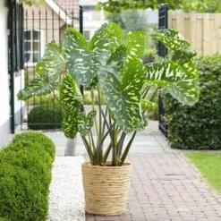 7/9 In. Alocasia Hilo Beauty Elephant Ear Bulbs (Bag Of 3) -J Parkers Garden Store garden state bulb flower bulbs ecs 219 03 03 31 1000
