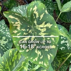 7/9 In. Alocasia Hilo Beauty Elephant Ear Bulbs (Bag Of 3) -J Parkers Garden Store garden state bulb flower bulbs ecs 219 03 03 4f 1000