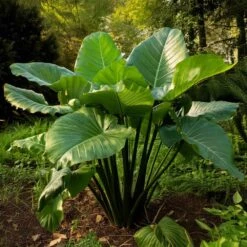 7/9 In. Colocasia Upright Black Elephant Ear Bulbs (Bag Of 3)