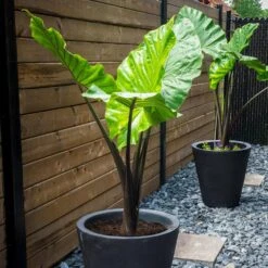 7/9 In. Colocasia Upright Black Elephant Ear Bulbs (Bag Of 5) 17 7/9 In. Colocasia Upright Black Elephant Ear Bulbs (Bag Of 5) -J Parkers Garden Store garden state bulb flower bulbs ecs 220 05 05 31 1000