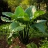 7/9 In. Colocasia Upright Black Elephant Ear Bulbs (Bag Of 5) -J Parkers Garden Store garden state bulb flower bulbs ecs 220 05 05 64 1000