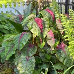 7/9 Inches, Colocasia Madeira Star Elephant Ear Bulbs (Bag Of 3) -J Parkers Garden Store garden state bulb flower bulbs ecs 221 03 03 31 1000