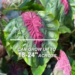 7/9 Inches, Colocasia Madeira Star Elephant Ear Bulbs (Bag Of 5) 12 7/9 Inches, Colocasia Madeira Star Elephant Ear Bulbs (Bag Of 5) -J Parkers Garden Store garden state bulb flower bulbs ecs 221 05 05 4f 1000