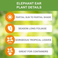 7/9 In. Colocasia Aloha Elephant Ear Bulbs (Bag Of 1) -J Parkers Garden Store garden state bulb flower bulbs ecs 222 01 01 c3 1000