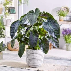 7/9 In. Colocasia Aloha Elephant Ear Bulbs (Bag Of 3) -J Parkers Garden Store garden state bulb flower bulbs ecs 222 03 03 31 1000