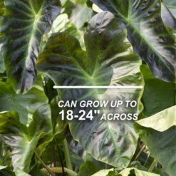 7/9 In. Colocasia Aloha Elephant Ear Bulbs (Bag Of 3) -J Parkers Garden Store garden state bulb flower bulbs ecs 222 03 03 4f 1000