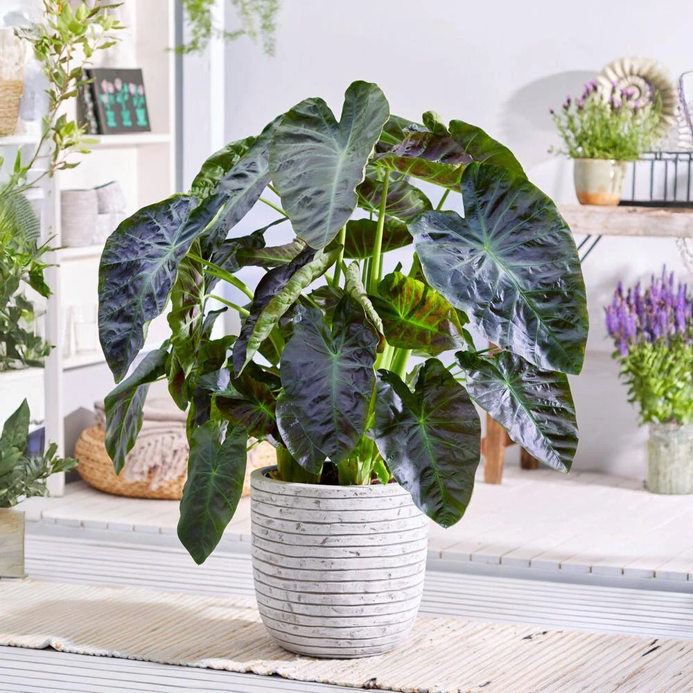 7/9 In. Colocasia Aloha Elephant Ear Bulbs (Bag Of 5) 10 7/9 In. Colocasia Aloha Elephant Ear Bulbs (Bag Of 5) - Image 8