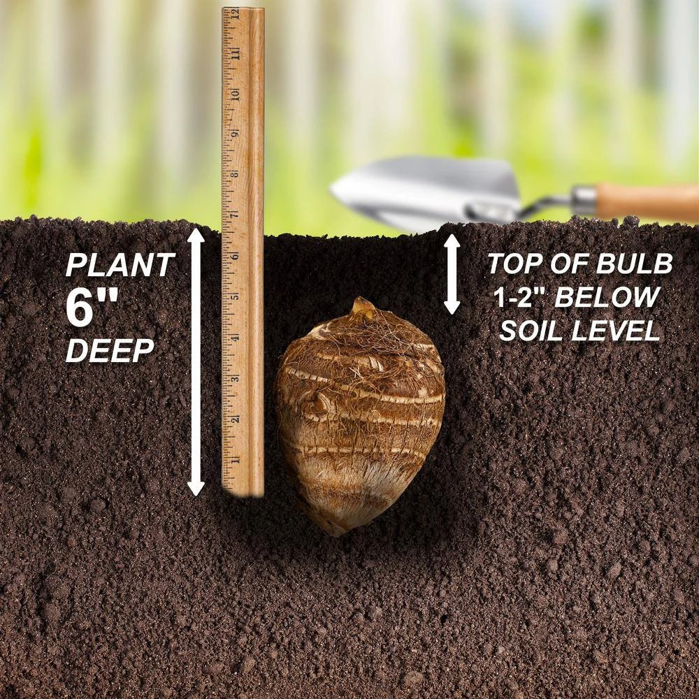 7/9 In. Colocasia Aloha Elephant Ear Bulbs (Bag Of 5) 7 7/9 In. Colocasia Aloha Elephant Ear Bulbs (Bag Of 5) - Image 5