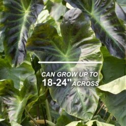 7/9 In. Colocasia Aloha Elephant Ear Bulbs (Bag Of 5) 12 7/9 In. Colocasia Aloha Elephant Ear Bulbs (Bag Of 5) -J Parkers Garden Store garden state bulb flower bulbs ecs 222 05 05 4f 1000