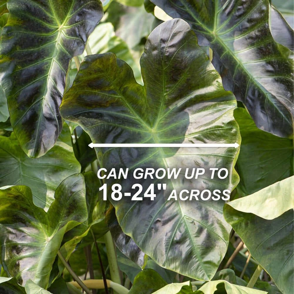 7/9 In. Colocasia Aloha Elephant Ear Bulbs (Bag Of 5) 5 7/9 In. Colocasia Aloha Elephant Ear Bulbs (Bag Of 5) - Image 3