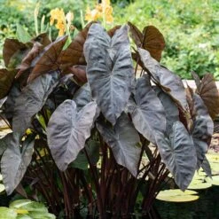 7/9 In., Colocasia Black Coral Elephant Ear Bulbs (Bag Of 1)