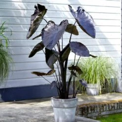 7/9 In. Colocasia Black Coral Elephant Ear Bulbs (Bag Of 3) -J Parkers Garden Store garden state bulb flower bulbs ecs 223 03 03 31 1000