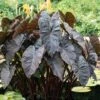7/9 In. Colocasia Black Coral Elephant Ear Bulbs (Bag Of 3) 2 7/9 In. Colocasia Black Coral Elephant Ear Bulbs (Bag Of 3) -J Parkers Garden Store garden state bulb flower bulbs ecs 223 03 03 64 1000