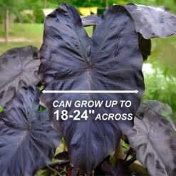 7/9 In. Colocasia Black Coral Elephant Ear Bulbs (Bag Of 5) -J Parkers Garden Store garden state bulb flower bulbs ecs 223 05 05 4f 1000