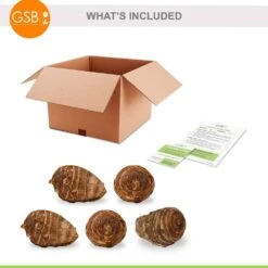 7/9 In. Colocasia Black Coral Elephant Ear Bulbs (Bag Of 5) -J Parkers Garden Store garden state bulb flower bulbs ecs 223 05 05 76 1000