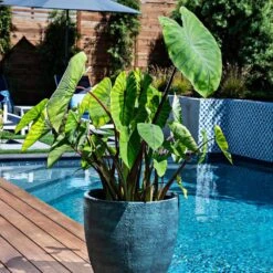 7/9 In. Colocasia Blue Hawaii Elephant Ear Bulbs (Bag Of 5) 17 7/9 In. Colocasia Blue Hawaii Elephant Ear Bulbs (Bag Of 5) -J Parkers Garden Store garden state bulb flower bulbs ecs 224 05 05 31 1000