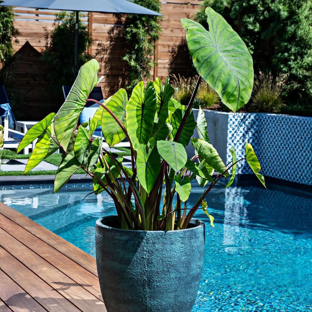 7/9 In. Colocasia Blue Hawaii Elephant Ear Bulbs (Bag Of 5) 10 7/9 In. Colocasia Blue Hawaii Elephant Ear Bulbs (Bag Of 5) - Image 8