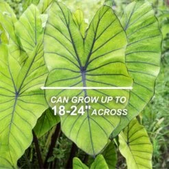7/9 In. Colocasia Blue Hawaii Elephant Ear Bulbs (Bag Of 5) 12 7/9 In. Colocasia Blue Hawaii Elephant Ear Bulbs (Bag Of 5) -J Parkers Garden Store garden state bulb flower bulbs ecs 224 05 05 4f 1000