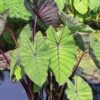 7/9 In. Colocasia Blue Hawaii Elephant Ear Bulbs (Bag Of 5) -J Parkers Garden Store garden state bulb flower bulbs ecs 224 05 05 64 1000
