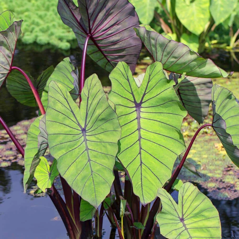 7/9 In. Colocasia Blue Hawaii Elephant Ear Bulbs (Bag Of 5) 3 7/9 In. Colocasia Blue Hawaii Elephant Ear Bulbs (Bag Of 5)