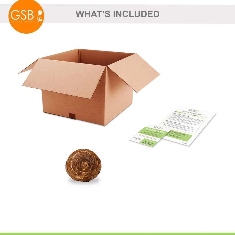 7/9 In. Colocasia Black Stem Elephant Ear Bulbs (Bag Of 1) 9 7/9 In. Colocasia Black Stem Elephant Ear Bulbs (Bag Of 1) - Image 7