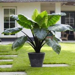 7/9 Inches, Colocasia Black Stem Elephant Ear Bulbs (Bag Of 3) 17 7/9 Inches, Colocasia Black Stem Elephant Ear Bulbs (Bag Of 3) -J Parkers Garden Store garden state bulb flower bulbs ecs 225 03 03 31 1000