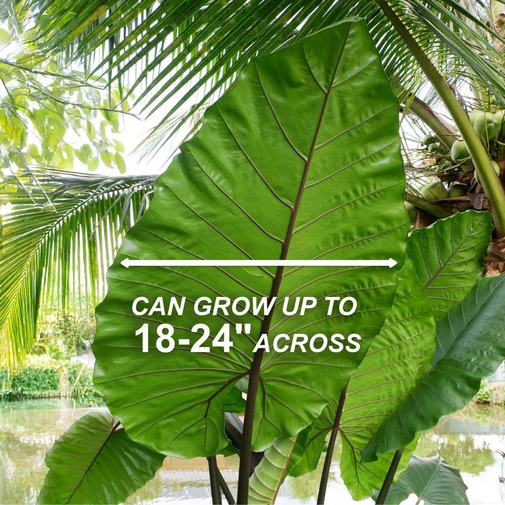 7/9 Inches, Colocasia Black Stem Elephant Ear Bulbs (Bag Of 3) 5 7/9 Inches, Colocasia Black Stem Elephant Ear Bulbs (Bag Of 3) - Image 3