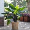 7/9 Inches, Colocasia Black Stem Elephant Ear Bulbs (Bag Of 3) -J Parkers Garden Store garden state bulb flower bulbs ecs 225 03 03 64 1000
