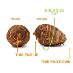 7/9 In. Colocasia Black Stem Elephant Ear Bulbs (Bag Of 5) -J Parkers Garden Store garden state bulb flower bulbs ecs 225 05 05 1f 1000