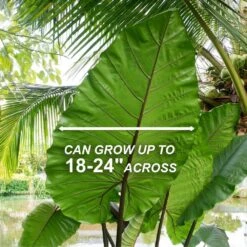 7/9 In. Colocasia Black Stem Elephant Ear Bulbs (Bag Of 5) -J Parkers Garden Store garden state bulb flower bulbs ecs 225 05 05 4f 1000