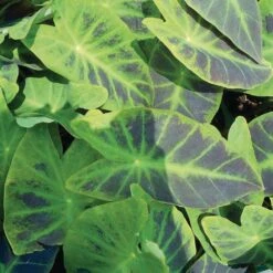 7/9 In. Colocasia Illustris Elephant Ear Bulbs (Bag Of 1) -J Parkers Garden Store garden state bulb flower bulbs ecs 226 01 01 31 1000