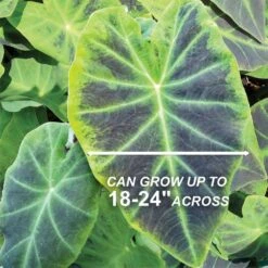 7/9 In. Colocasia Illustris Elephant Ear Bulbs (Bag Of 1) -J Parkers Garden Store garden state bulb flower bulbs ecs 226 01 01 4f 1000