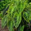 7/9 In. Colocasia Illustris Elephant Ear Bulbs (Bag Of 1) -J Parkers Garden Store garden state bulb flower bulbs ecs 226 01 01 64 1000