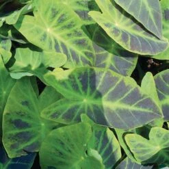 7/9 In. Colocasia Illustris Elephant Ear Bulbs (Bag Of 3) -J Parkers Garden Store garden state bulb flower bulbs ecs 226 03 03 31 1000