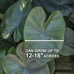 7/9 In. Colocasia Kona Coffee Elephant Ear Bulbs (Bag Of 1) -J Parkers Garden Store garden state bulb flower bulbs ecs 227 01 01 4f 1000