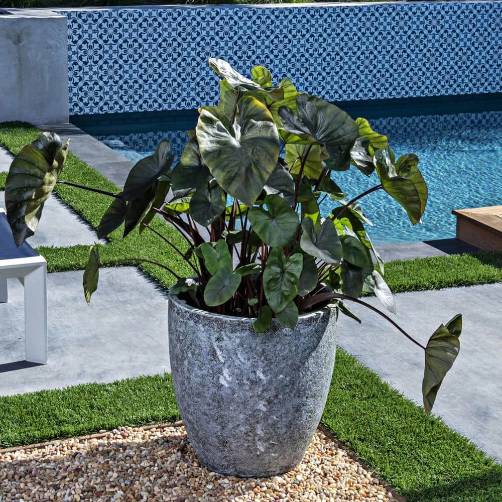 7/9 Inches, Colocasia Kona Coffee Elephant Ear Bulbs (Bag Of 5) 10 7/9 Inches, Colocasia Kona Coffee Elephant Ear Bulbs (Bag Of 5) - Image 8