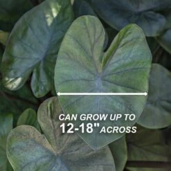 7/9 Inches, Colocasia Kona Coffee Elephant Ear Bulbs (Bag Of 5) 12 7/9 Inches, Colocasia Kona Coffee Elephant Ear Bulbs (Bag Of 5) -J Parkers Garden Store garden state bulb flower bulbs ecs 227 05 05 4f 1000