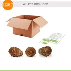 7/9 Inches, Colocasia Waikiki Elephant Ear Bulbs (Bag Of 3) -J Parkers Garden Store garden state bulb flower bulbs ecs 228 03 03 76 1000