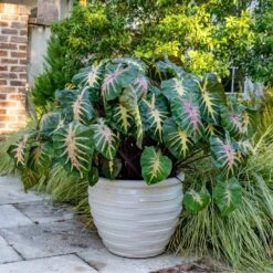 7/9 In. Colocasia Waikiki Elephant Ear Bulbs (Bag Of 5) -J Parkers Garden Store garden state bulb flower bulbs ecs 228 05 05 31 1000