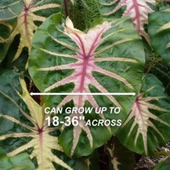 7/9 In. Colocasia Waikiki Elephant Ear Bulbs (Bag Of 5) -J Parkers Garden Store garden state bulb flower bulbs ecs 228 05 05 4f 1000