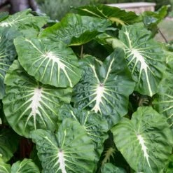 9/11 In. Colocasia White Lava Elephant Ear Bulbs (Bag Of 1)