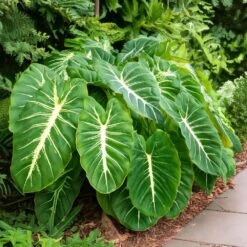9/11 In. Colocasia White Lava Elephant Ear Bulbs (Bag Of 3) -J Parkers Garden Store garden state bulb flower bulbs ecs 229 03 03 31 1000