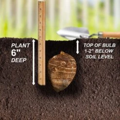 9/11 In. Colocasia White Lava Elephant Ear Bulbs (Bag Of 3) -J Parkers Garden Store garden state bulb flower bulbs ecs 229 03 03 44 1000